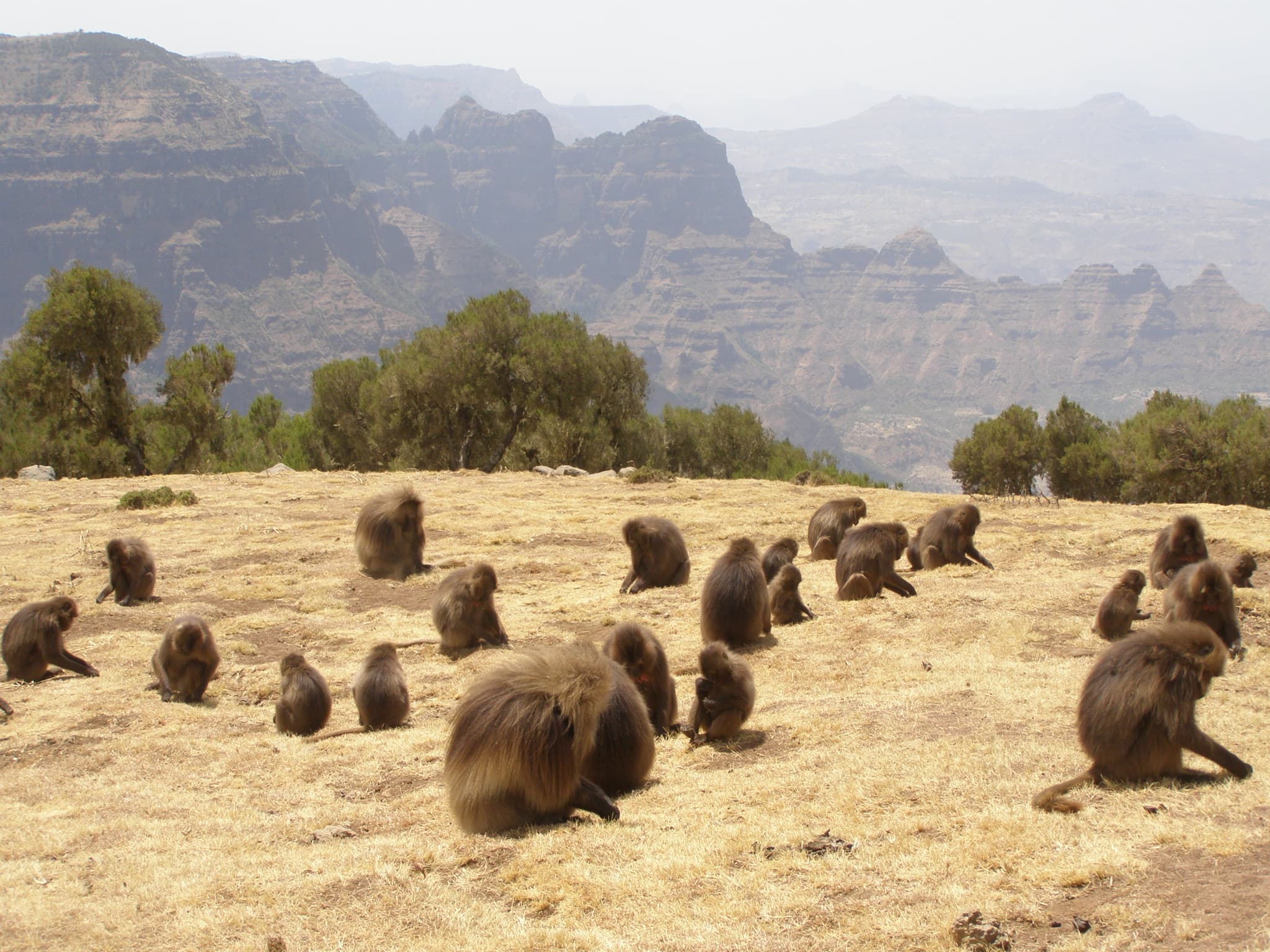 Wild geladas gathered in the grass of the Simien highlands
