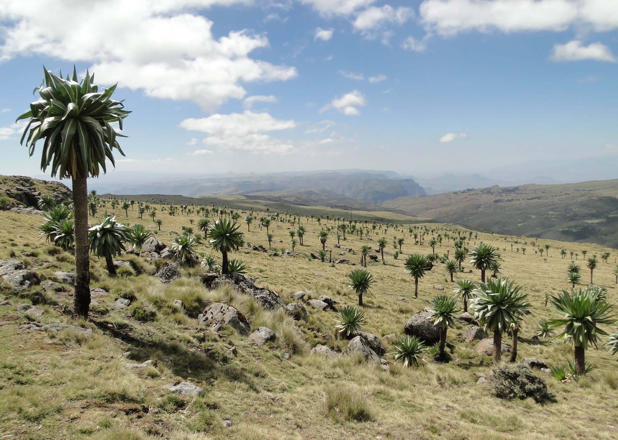 Giant lobelia in the high-altitude Simien landscape