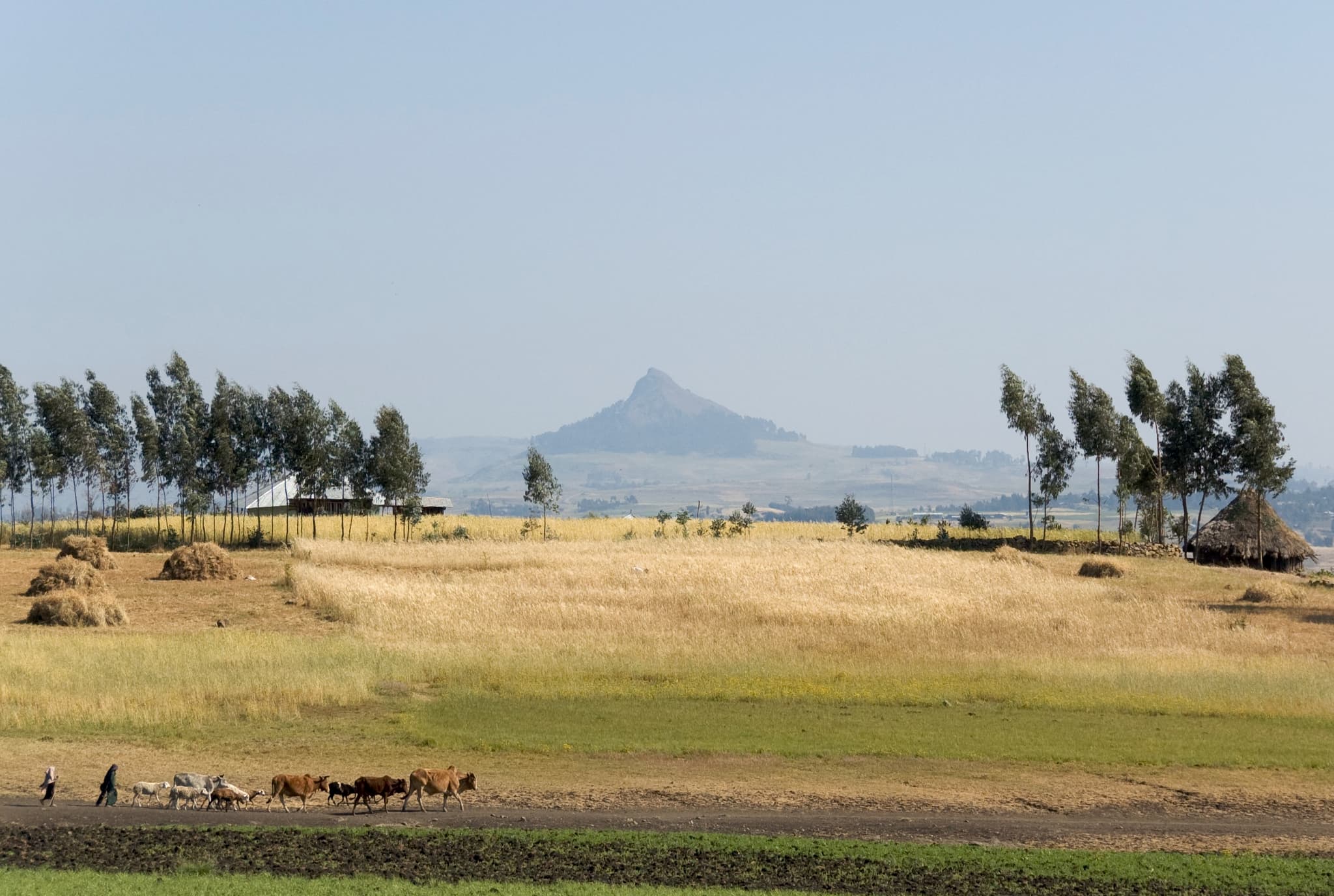 Highland life on the road north from Gondar toward the Simien Mountains